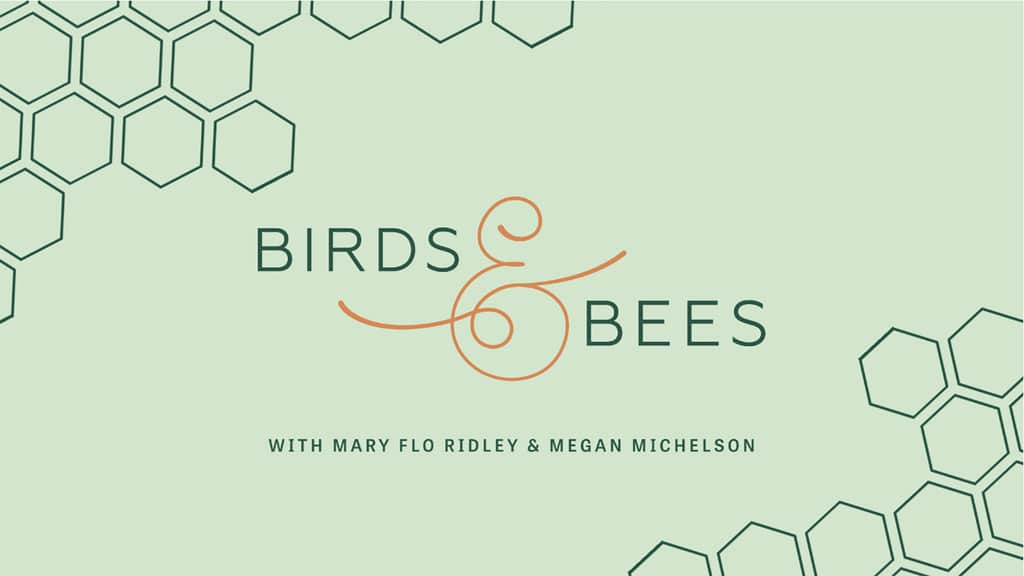 An Evening with Birds and Bees